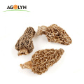 Origin Supply Large Size Dried Mushroom Morchella